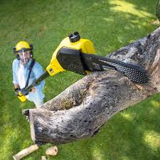 Best Arborist Consultation Services  in Martinez, CA