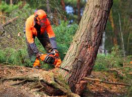 Best Stump Grinding and Removal  in Martinez, CA