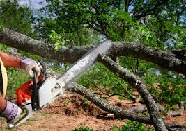 Best Tree Maintenance Programs  in Martinez, CA