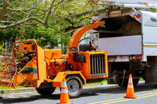 Best Tree Mulching  in Martinez, CA