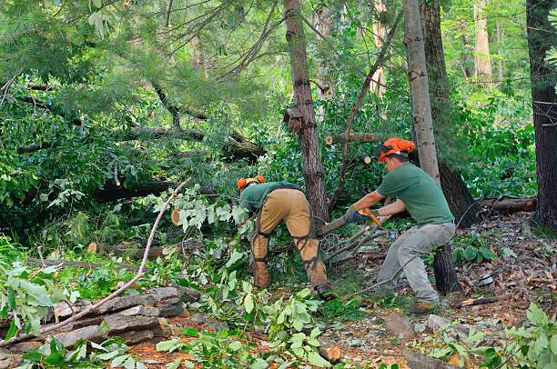 Tree and Shrub Care in Martinez, CA